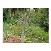 Madagascar Palm Postcard