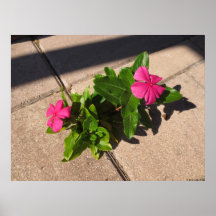 Madagascar Periwinkles Poster Print