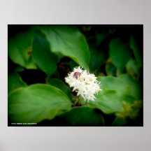 Madame Bug 1 Posters