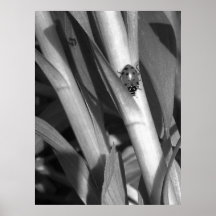 Madame Bug Posters