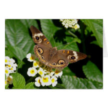 Madame peinte Butterfly Carte De Vœux