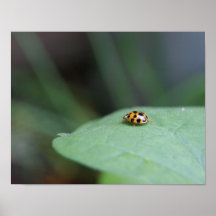Madame sur une affiche de feuille