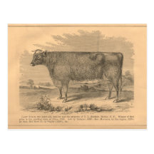 Madame Susan, vache à premier prix à Utica, 1863 Carte Postale
