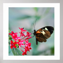 Madeira Butterfly Print