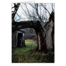 Madeline's Old Tree Greeting Card