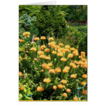 Madiera Flowers, card