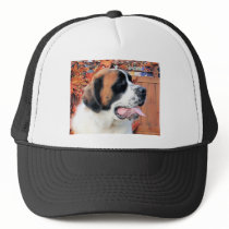 Mae - Saint Bernard Photo-6