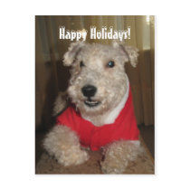 Maestro the Lakeland Terrier Christmas Cards postcards