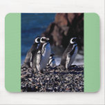 Magellanic Penguin Mouse Pads