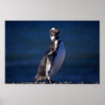 Magellanic Penguin Poster