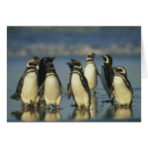 Magellanic Penguins, Spheniscus Greeting Cards