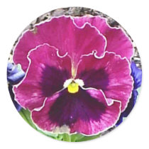 Magenta and Violet Pansy Sticker