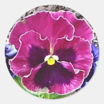 Magenta and Violet Pansy Sticker