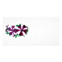 Magenta and White Petunias Photo Cards
