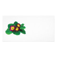 Magenta and Yellow Primroses Custom Photo Card