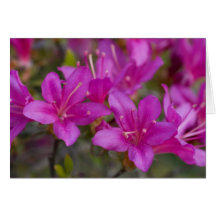 Magenta Azalea DSC1724 Card