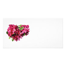 Magenta Azaleas Photo Cards