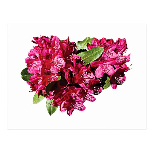 Magenta Azaleas Postcards