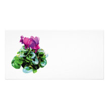Magenta Cyclamen Photo Cards