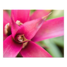 Magenta Flaming Sword Bromeliad Plant Art Photo