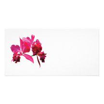 Magenta Orchids Photo Card Template