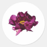 Magenta Peony Round Sticker