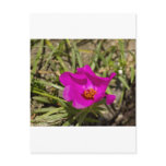 Magenta Pink Poppy Flower