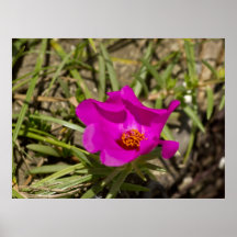 Magenta Pink Poppy Flower Print