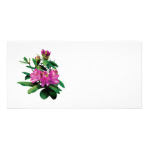 Magenta Rhododendrons With Buds Personalized Photo Card