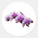 Magenta White Orchids Stickers