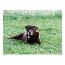 Maggie the Chocolate Lab Postcard