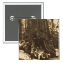 Magic Lantern Slide Maraposa Big Trees California Button