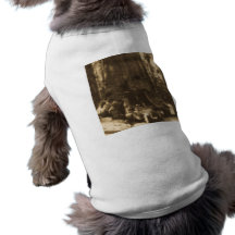 Magic Lantern Slide Maraposa Big Trees California Pet Shirt