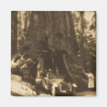 Magic Lantern Slide Maraposa Big Trees California Refrigerator Magnet