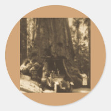 Magic Lantern Slide Maraposa Big Trees California Stickers