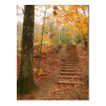 Magic Wood Stairs Postcards