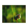 Magical Common Blue Post Cards