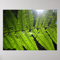 Magical Ferns (1) Poster