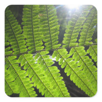 Magical Ferns (1) Stickers