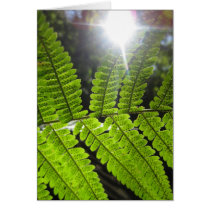 Magical Ferns (2) Greeting Cards
