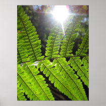 Magical Ferns (2) Poster