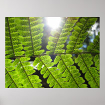 Magical Ferns (3) Poster