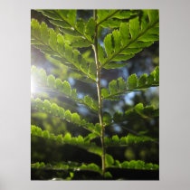 Magical Ferns (4) Poster