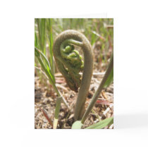 Magical Ferns (5) Greeting Cards