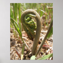 Magical Ferns (5) Poster