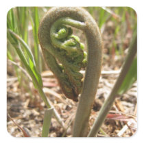 Magical Ferns (5) Stickers