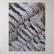 Magical Ferns (6) Poster