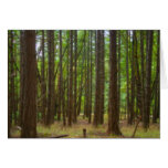 Magical Forest Greeting Cards