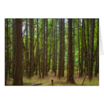 Magical Forest cards