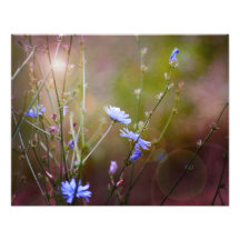 Magical Garden Wildflowers Photograph